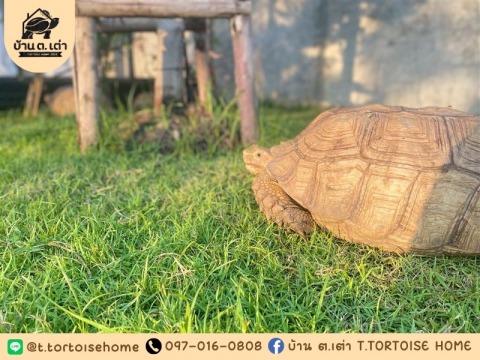 รับเลี้ยงเต่า